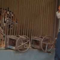 Begini Cerita 2 Harimau Ragunan Bisa Terpapar Covid-19
