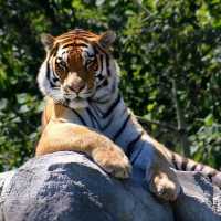 Petugas Kebersihan Taman Safari Tewas Diterkam Harimau