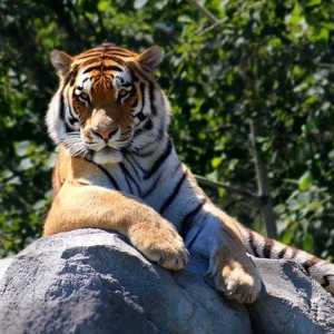 Diklaim Punah Sejak 1980-an, KLHK: Harimau Jawa Diduga Masih Ada di Alam