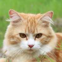 Kisah Muezza, Kucing Rasulullah, dan Keutamaan yang Dijanjikan