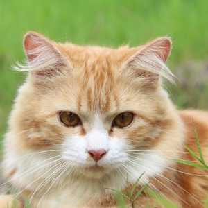 3 Tips Memelihara Kucing Dalam Islam, Agar Berkah dan Membawa Pahala Besar