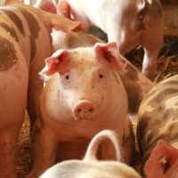 Babi Haram dalam Islam, Kenapa Diciptakan?