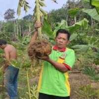 Apa Itu Tanaman Porang yang Disorot Jokowi, Ternyata Ini 7 Manfaatnya