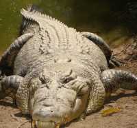 Heboh TKA China Kuliti dan Makan Buaya yang Dilindungi di Konawe