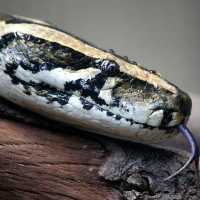 Makan Sapi Utuh, Perut Ular Piton Ini Langsung Sobek