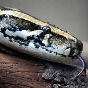 Kisah Dika, bocah asal Bandung yang hobi mencari ular demi uang jajan