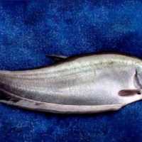 Sempat Dinyatakan Punah, Ikan Belida Kembali Ditemukan di Jawa