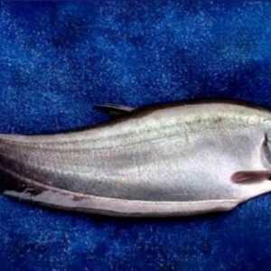 Sempat Dinyatakan Punah, Ikan Belida Kembali Ditemukan di Jawa