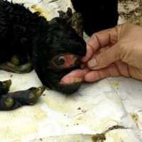 Geger Bayi Kambing Berwajah Aneh di Cianjur