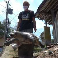 Heboh Penemuan Bulus Jumbo Berusia 1 Abad di Terowongan Kuno Klaten