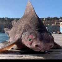 Heboh Munculnya Hiu Berwajah Babi Suka Menggerutu