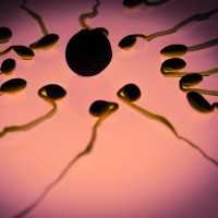 Heboh Dokter di Semarang Campurkan Sperma ke Makanan Istri Teman