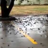 Ratusan Burung di Gianyar dan Cirebon Mati Mendadak, Fenomena Apa?