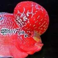 Pecel Ayam atau Lele Biasa, Bagaimana Rasa Pecel Louhan Rp10 Juta?