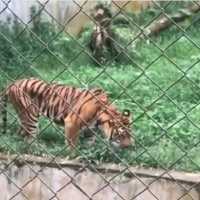 3 Harimau di Medan Zoo Mati dalam Waktu 2 Bulan, Pemkot Dipertanyakan
