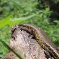 Kadal Misterius Ekor Cabang Tiga Ditemukan di Sukabumi