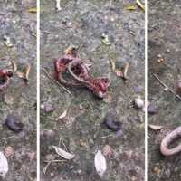 Ditonton 20 Juta Kali, Siapa Pemenang Duel Ular vs Kelabang Raksasa?