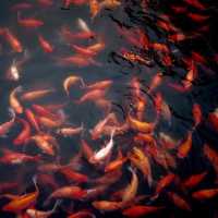 Aneh, Mbah Minto Ditahan Polisi Gegara Bela Diri dari Pencuri Ikan