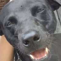 Komentar Pedas Sherina Soal Anjing Canon di Aceh Mati Usai Ditangkap Satpol PP