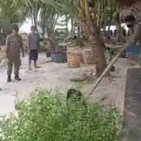 Heboh Anjing Canon di Pulau Banyak Aceh Mati Usai Ditangkap Satpol PP