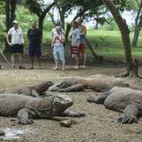 Pulau Rinca Habitat Utama Komodo di Manggarai Dilanda Kebakaran