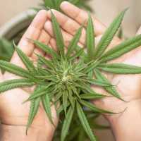 Malaysia Legalkan Ganja Untuk Pengobatan