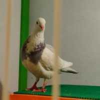 Heboh Warga Tegal Beli Merpati Kolong Rampok Rp2 Miliar, Apa Hebatnya?