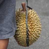 Geger Video Oknum Polisi Minta Durian Sebagai Ganti Tilang, Begini Reaksi Polri