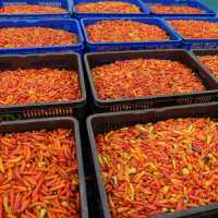 Harga Pangan Masih Mahal: Minyak Rp19.704, Cabe Rawit Rp94.042, Telur Rp29.319