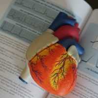 Pasien Cangkok Jantung Babi Pertama Dunia Meninggal Dunia