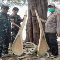 Warga Selayar Digegerkan Temuan Tulang Ikan Raksasa Paska Gempa M 7,4 di NTT