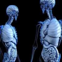 Desainer Terkenal Indonesia Diduga Beli Organ Manusia, Kini Diusut Polisi Brasil