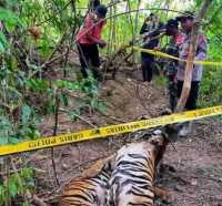 Dua Ekor Harimau Sumatra Ditemukan Mati dengan Kaki Terjerat Jebakan Babi