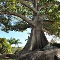 Heboh Bule Pose Bugil di Pohon Keramat bali