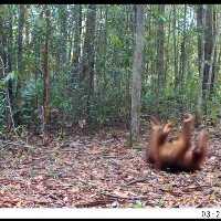 Orangutan Bernama Satria Ini Ternyata Jagoan Koprol, Aksinya Tertangkap Kamera