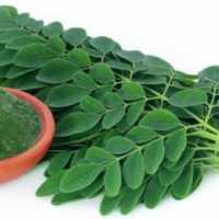 8 Khasiat Daun Kelor Bagi Kesehatan, Simak Juga Efek Sampingnya