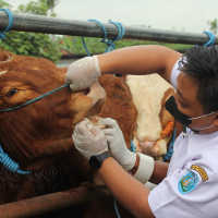 Pemerintah Tetapkan Status Darurat Wabah Penyakit Mulut dan Kuku, Ada di 19 Provinsi