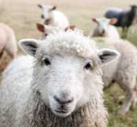 Apa Hukumnya Akekah dan Kurban Digabung Saat Iduladha? Begini Kata Ustaz Adi Hidayat