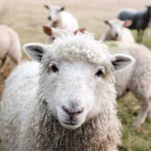 Daftar Harga Kambing-Domba Untuk Kurban Saat Iduladha 2025
