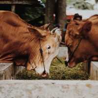 Sapi Kurban Sumbangan Presiden Jokowi Ngamuk di Blora, Ini Kronologinya