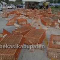 Kecelakaan Tol Cipali Bus vs Truk Ayam: 2 Orang Tewas, Puluhan Ayam Mati