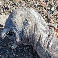 Ditemukan Makhluk Misterius Bergigi Tajam Tanpa Mata di Mesir, Apa Itu?