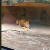 Mengerikan Singa di Taman Safari Bogor Ngamuk, Gigit Bumper Mobil Hingga Bolong