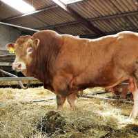 Jadi Hewan Kurban Favorit Pejabat Hingga Artis, Berapa Harga Sapi Limosin?