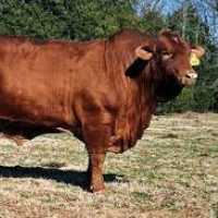 Apa itu Sapi Limosin, Hewan Kurban yang Banyak Dipilih Pejabat Hingga Artis