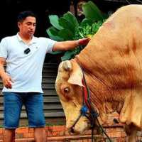 Mengintip Kurban 5 Artis Indonesia: Ada Sapi Jumbo Irfan Hakim Hingga Atta Halilintar