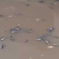 Ribuan Ikan Sapu-sapi Mati di Kali Baru, Diduga Keracunan Jeroan Hewan Kurban