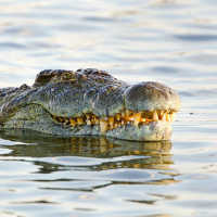 Hilang 4 Hari, Pria Asal Nunukan Ini Ditemukan di Dalam Perut Buaya
