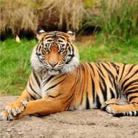 Harimau Ternyata Suka Makan Durian Juga, Begini Kata pakar