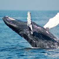 Kisah Nabi Yunus AS Diselamatkan dari Perut Paus Pada 10 Muharam